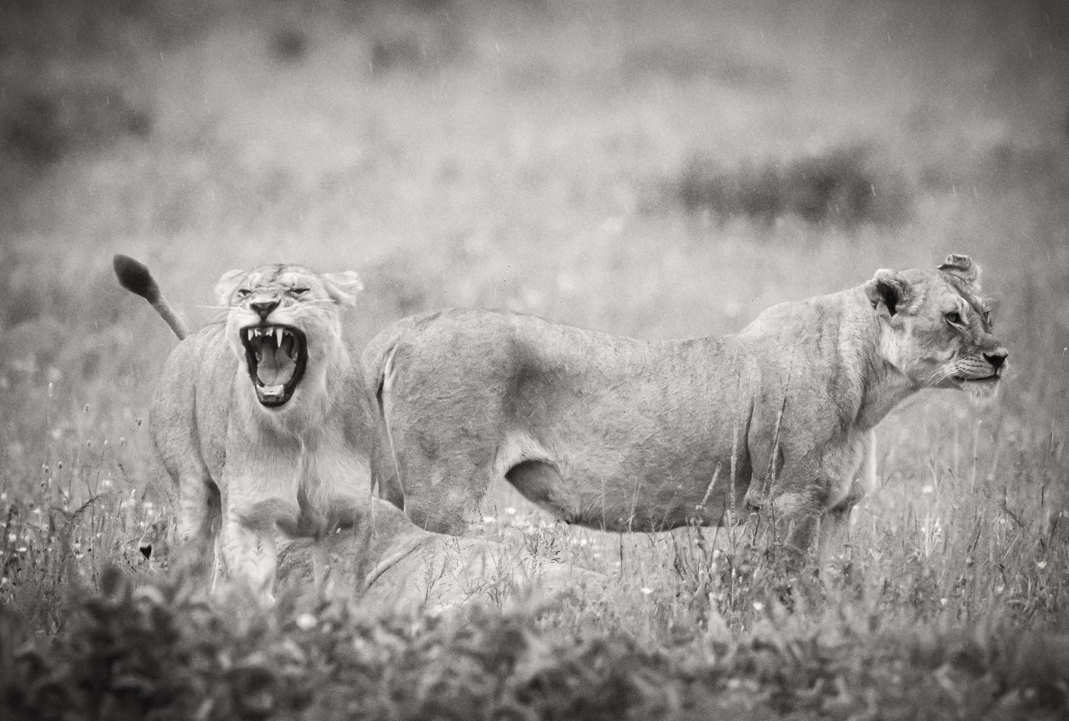 Serengeti_Lioness_Roar.jpg