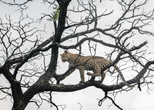 Adolescent, female leopard - On White