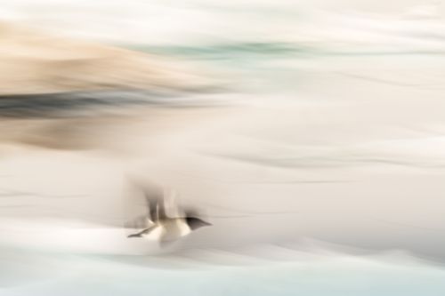 Arctic Headwinds - On White