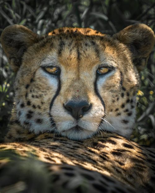 Mother Cheetah - On White