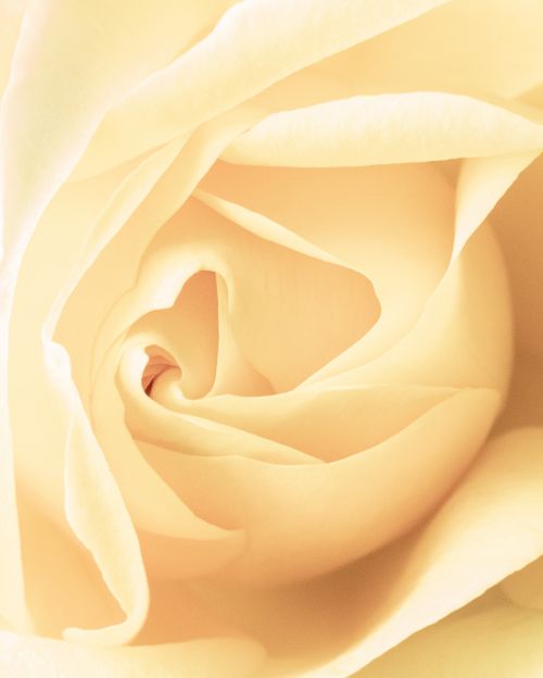 Rose Spiral (Color) - On White