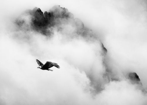 Eagle Above Mount Persis - On White