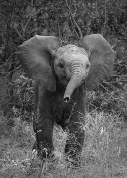 Baby Elephant Charges