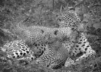 Basilia and Her Cubs