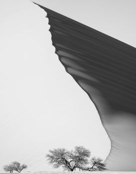 Batwing Dune