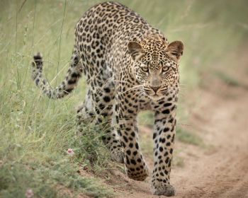 Adolescent Male Leopard