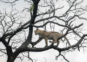 Adolescent, female leopard
