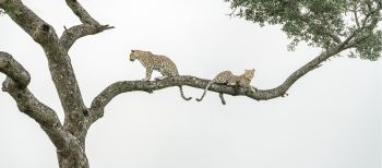 Arboreal Leopard Action Panorama