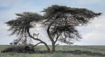 Chirpy Boy in the Serengeti
