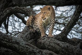 Southern Serengeti Spots