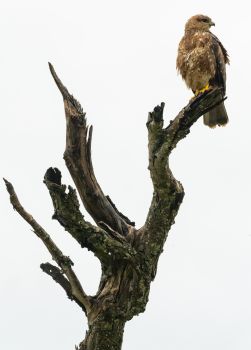 Perching Tawny Eagle
