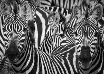 Watching Zebras Watching You